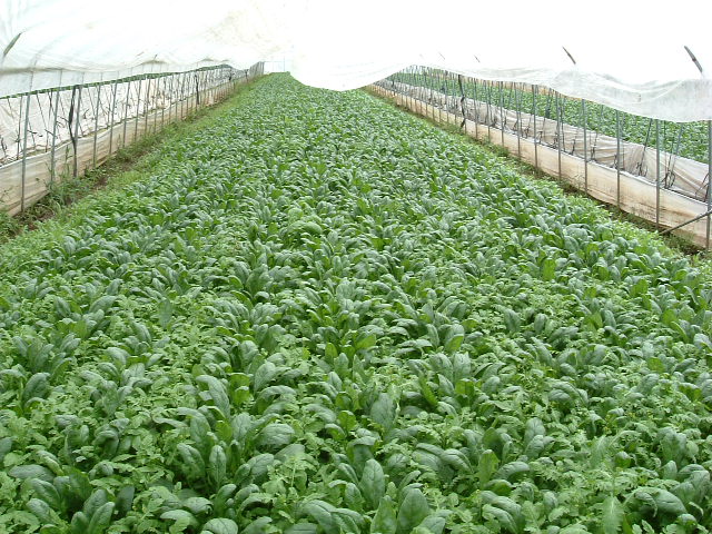 緑黄色野菜の王様 ホウレン草の栄養 ミドルエレファントの 健康やさい