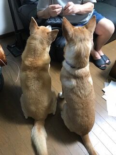 くらちゃん便り 可愛い後ろ姿 まかないつき ワンコ下宿日記 くらちゃん便り 可愛い後ろ姿 まかないつき ワンコ下宿日記