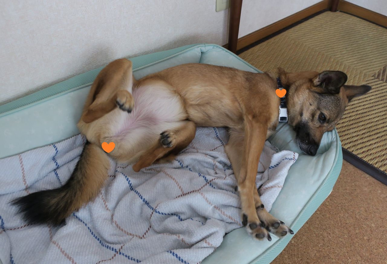 イリちゃんのお手入れ事情 まかないつき ワンコ下宿日記 イリちゃんのお手入れ事情 まかないつき ワンコ下宿日記