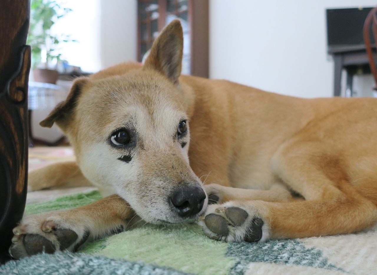 なつぞら の鹿とキツネ まかないつき ワンコ下宿日記