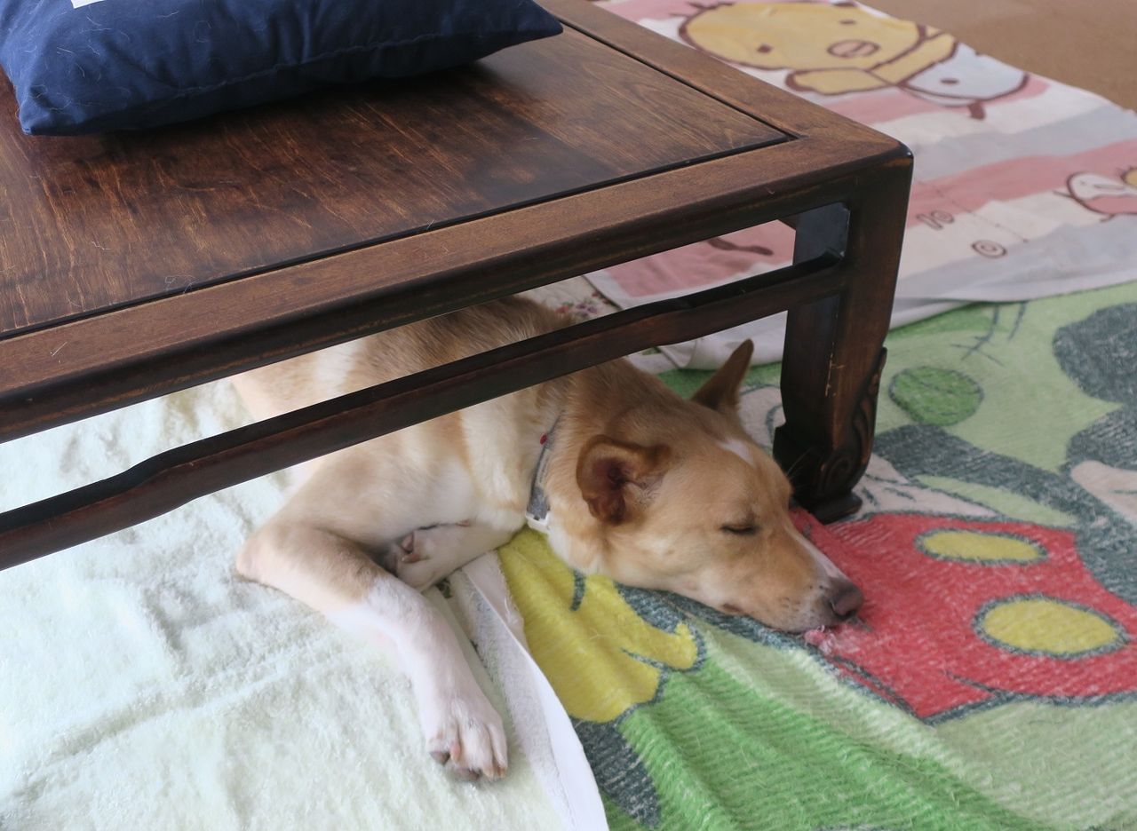 ボク テーブルの下も大好き まかないつき ワンコ下宿日記