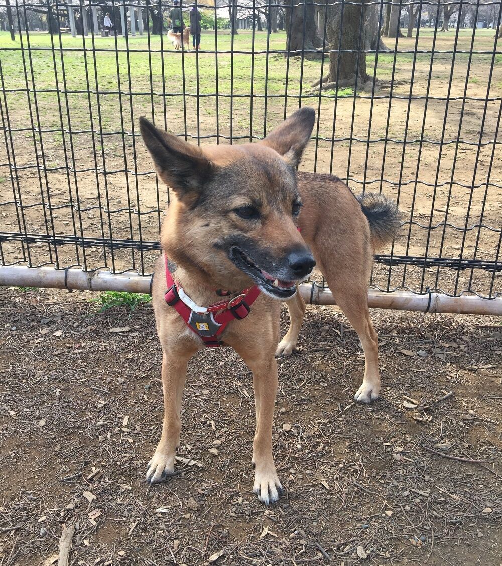 イリ ちゃん便り ドッグランで怖かった まかないつき ワンコ下宿日記