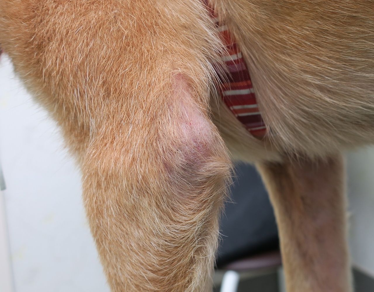 新犬さん まかないつき ワンコ下宿日記 新犬さん まかないつき ワンコ下宿日記