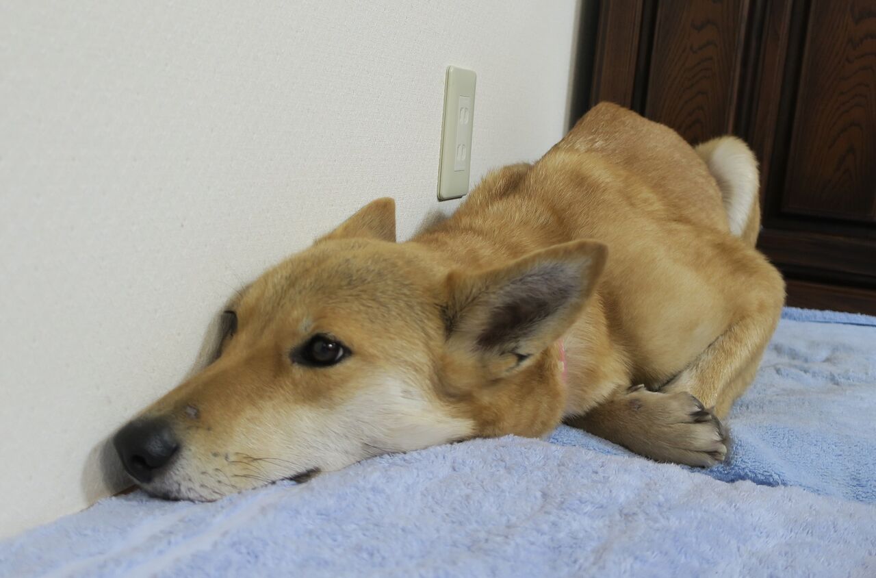 きなこちゃんのゴハン待ち まかないつき ワンコ下宿日記 きなこちゃんのゴハン待ち まかないつき ワンコ下宿日記
