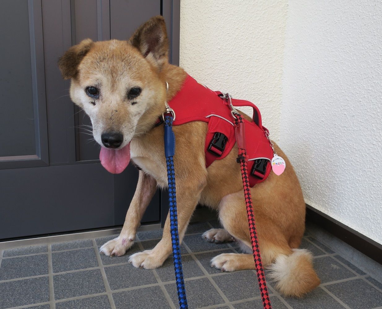 かのんちゃん 早くもお散歩に出てますよ まかないつき ワンコ下宿日記 かのんちゃん 早くもお散歩に出てますよ まかないつき ワンコ下宿日記