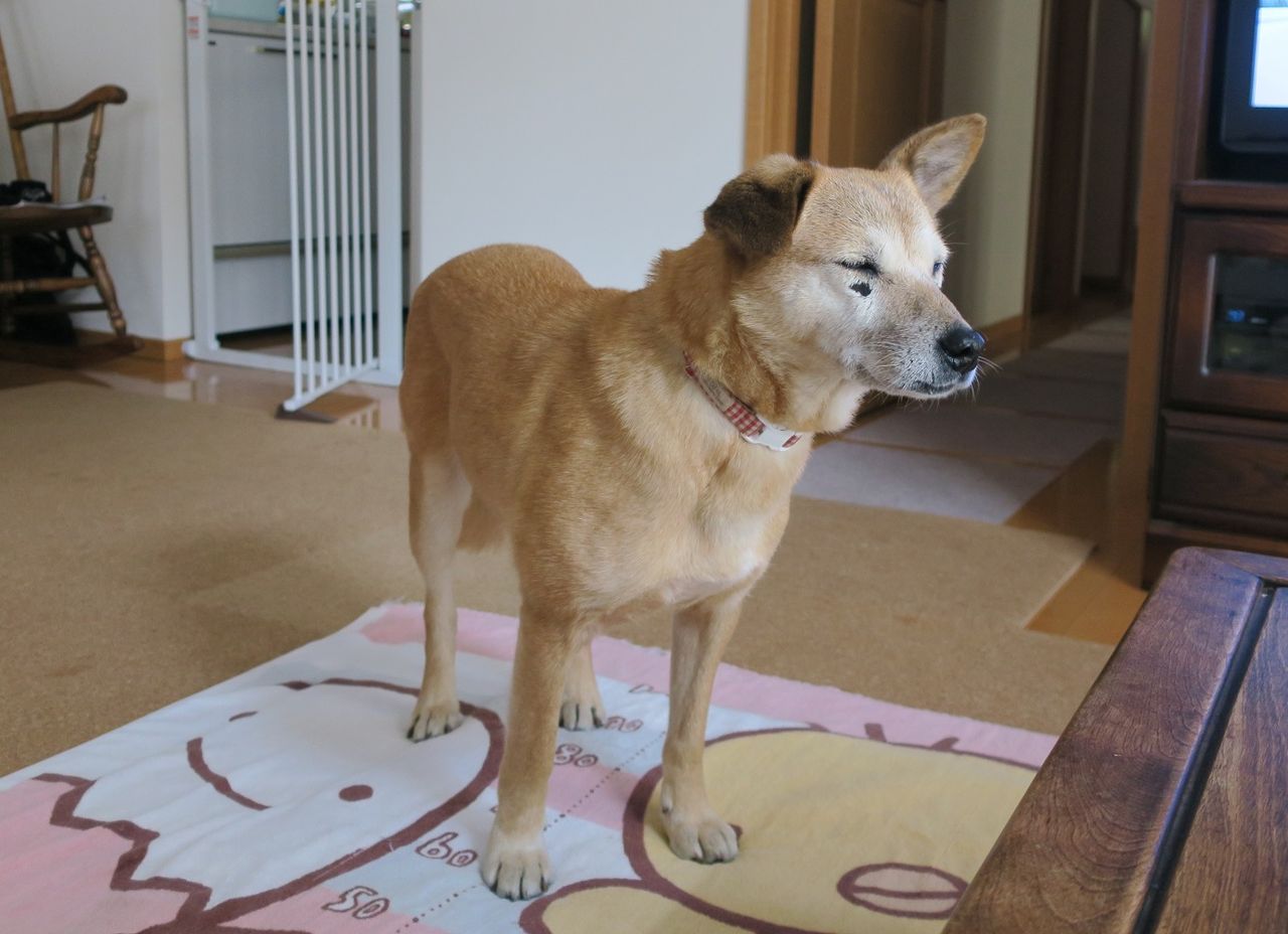 クラベリー ジャム まかないつき ワンコ下宿日記 クラベリー ジャム まかないつき ワンコ下宿日記