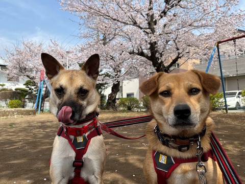 ひなちゃんと