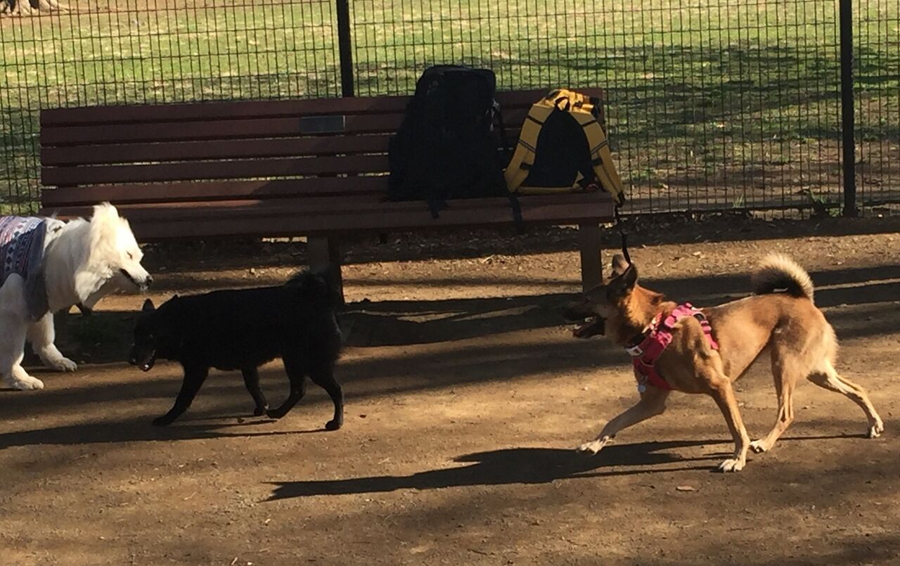 イリ ちゃん便り ドッグランで怖かった まかないつき ワンコ下宿日記