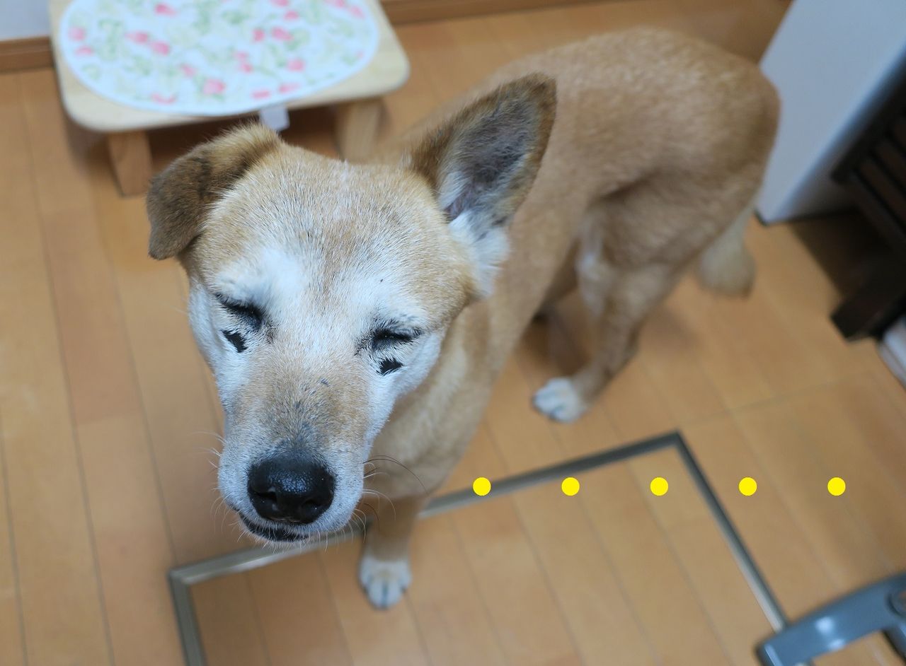 まかないつき ワンコ下宿日記 まかないつき ワンコ下宿日記