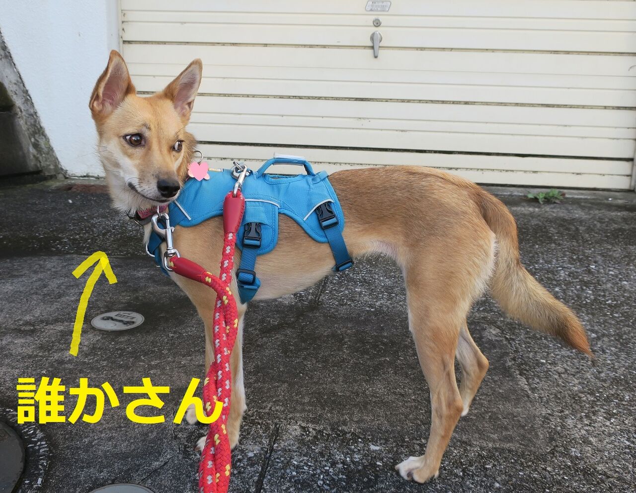 りら君に新品のハーネスをプレゼント まかないつき ワンコ下宿日記 りら君に新品のハーネスをプレゼント まかないつき ワンコ下宿日記