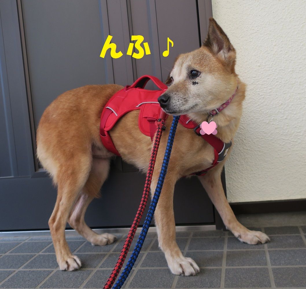 かのんちゃん 早くもお散歩に出てますよ まかないつき ワンコ下宿日記 かのんちゃん 早くもお散歩に出てますよ まかないつき ワンコ下宿日記
