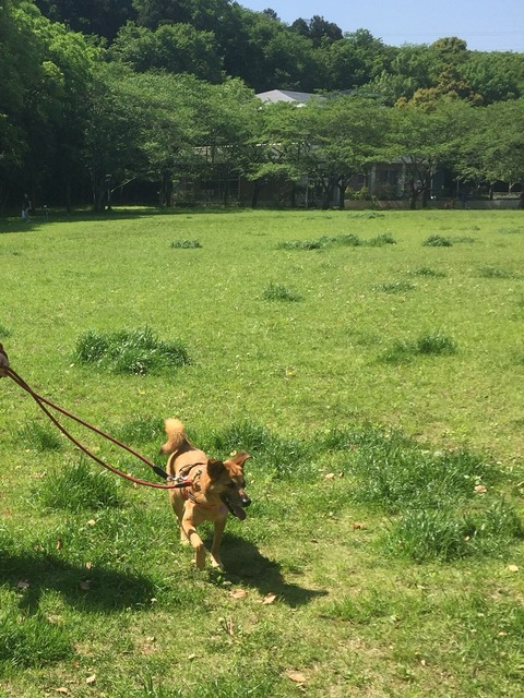 ゆめこ_180503_0232