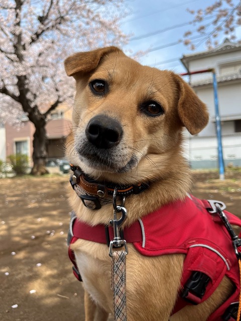 満開の桜と