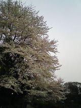 060409_sakura