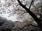 070403_sakura