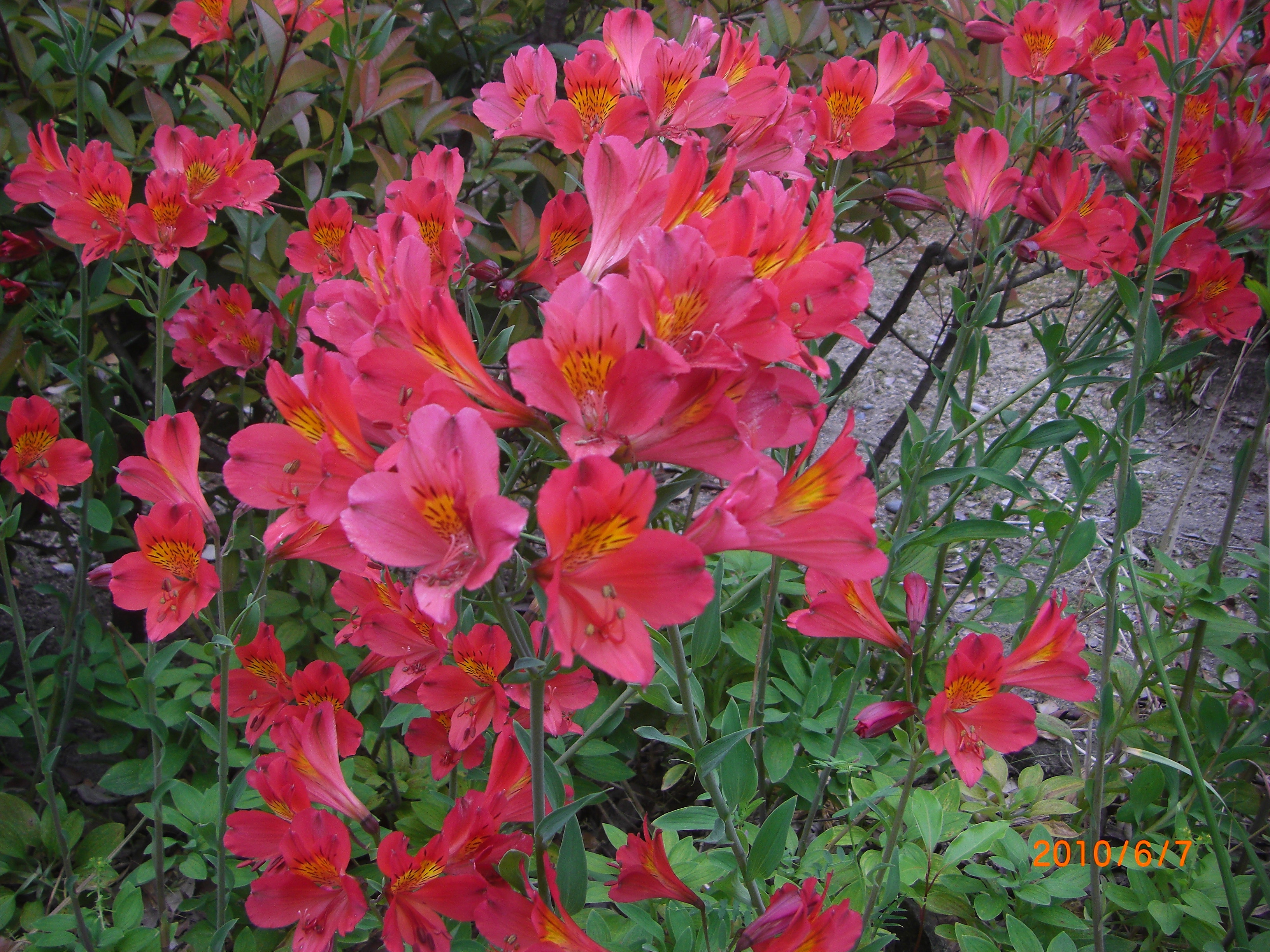 アリストメリアにオオキンケイギクにスイセンノウの花 四季折々の 花だより By Midori