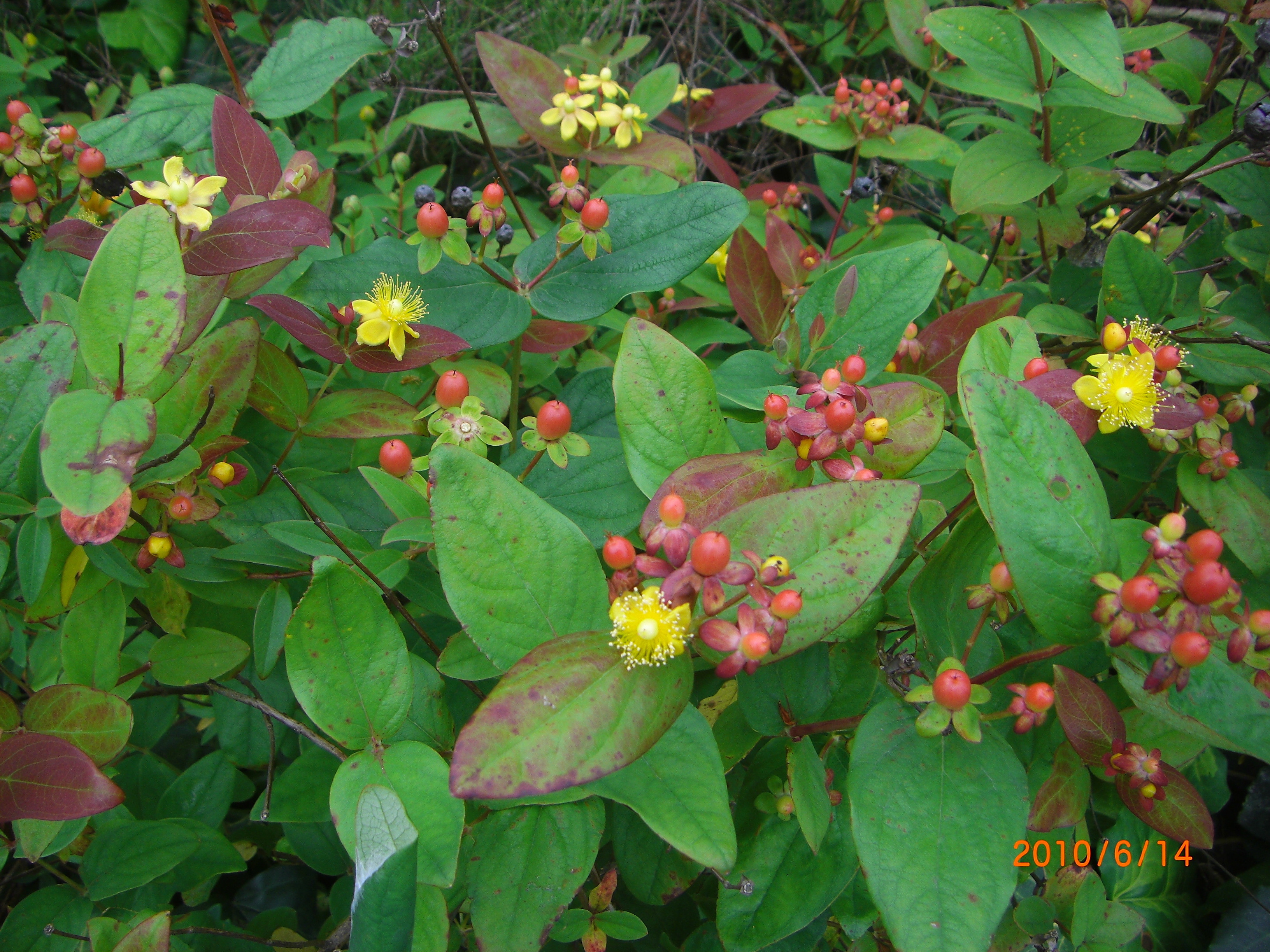 四季折々の 花だより By Midori