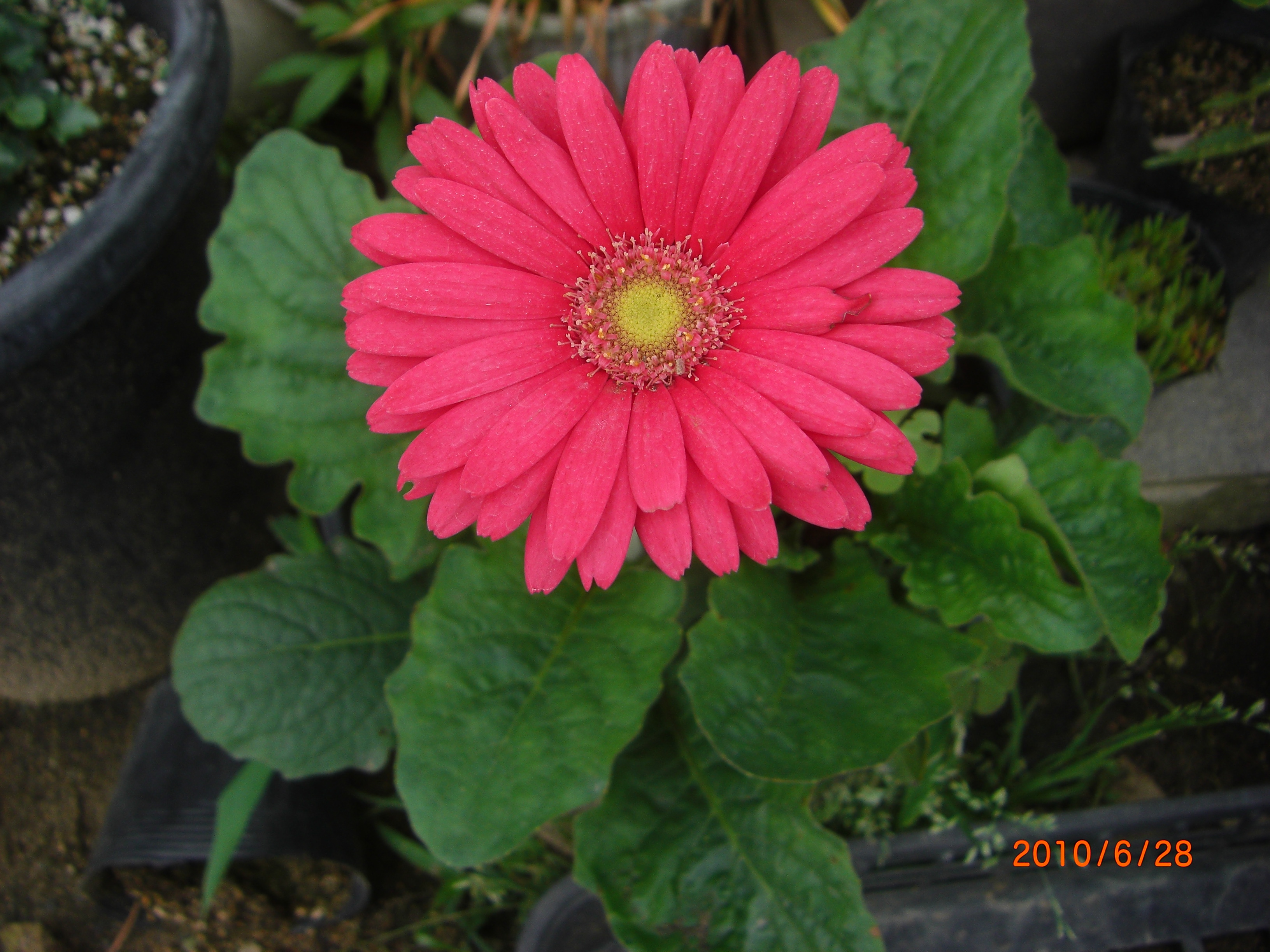 赤い花 アジサイ ガーベラ ダリア 四季折々の 花だより By Midori 赤い花 アジサイ ガーベラ ダリア 四季折々の 花だより By Midori