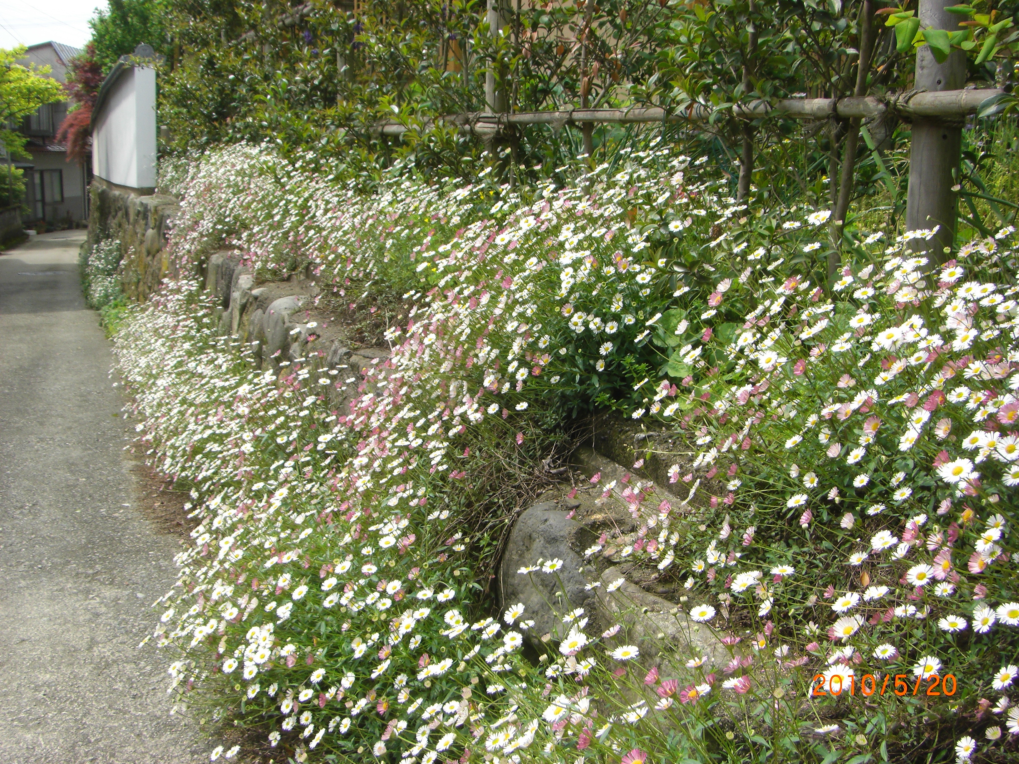 源平小菊 ジャーマンカモミールの花 四季折々の 花だより By Midori