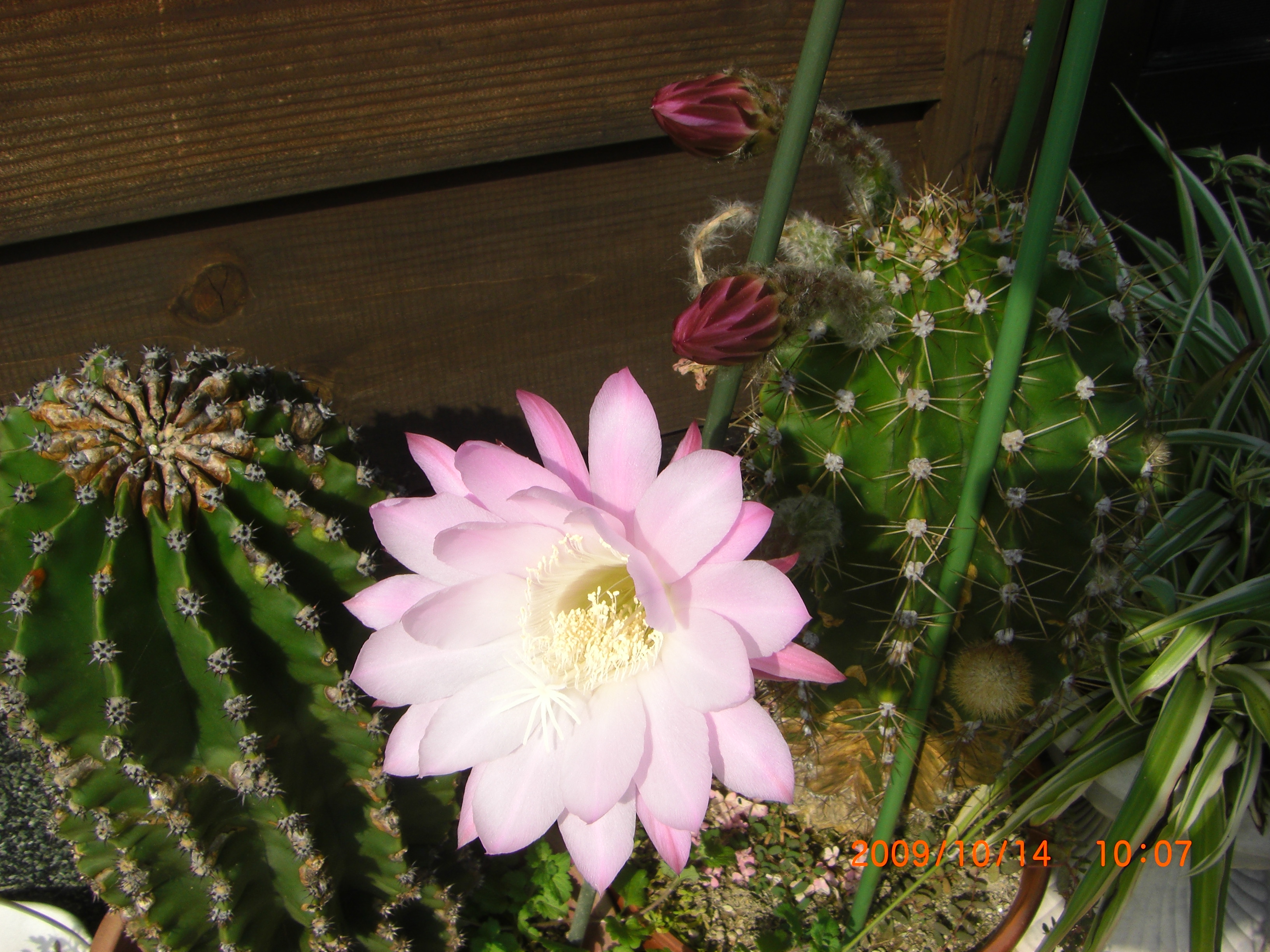 サボテンの大きな花 四季折々の 花だより By Midori