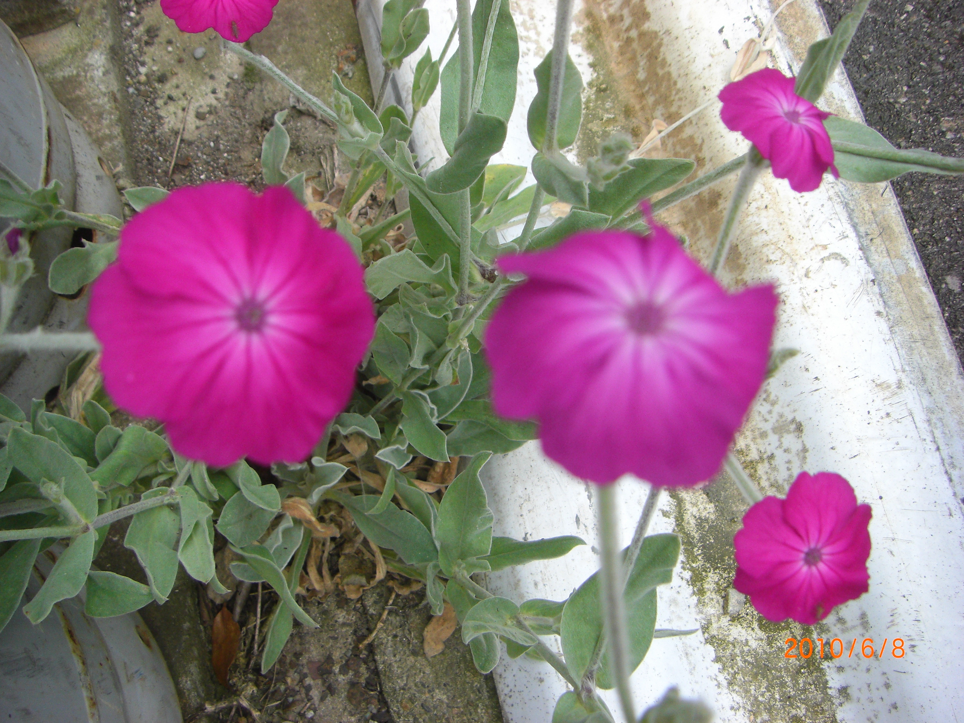 アリストメリアにオオキンケイギクにスイセンノウの花 四季折々の 花だより By Midori