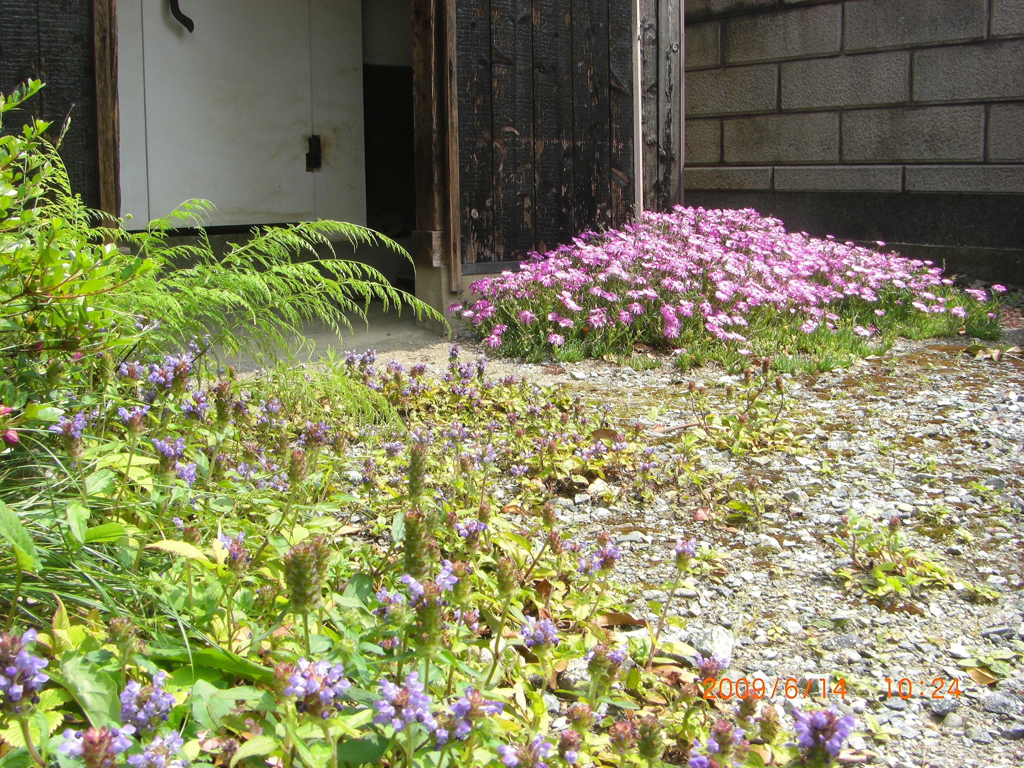 維持管理の楽な花の坪庭 四季折々の 花だより By Midori
