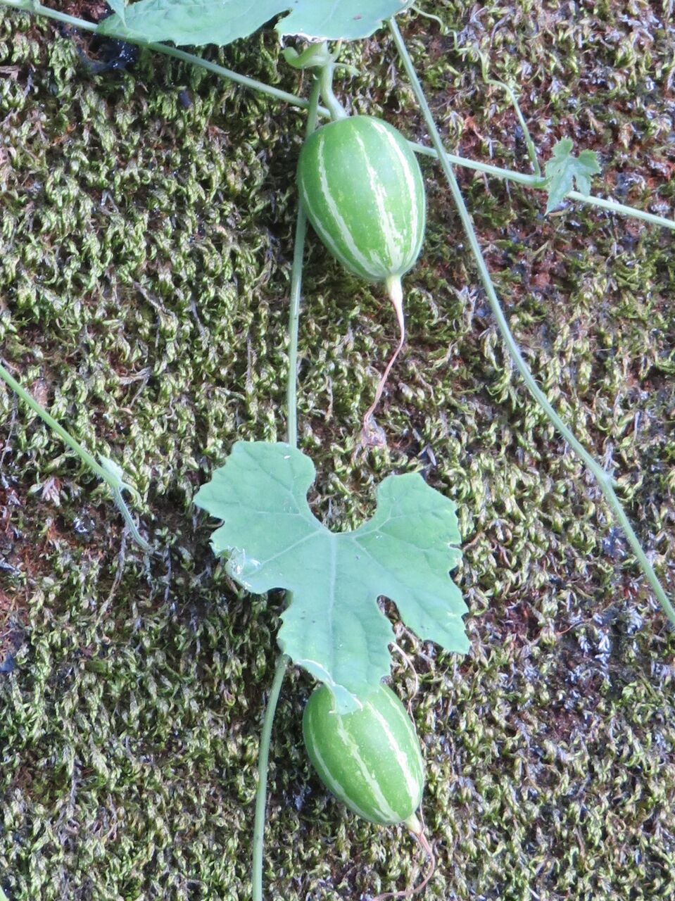 またまたまたカラスウリですが 空色ガーデン