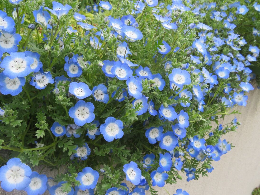 私の花壇 空色ガーデン 私の花壇 空色ガーデン