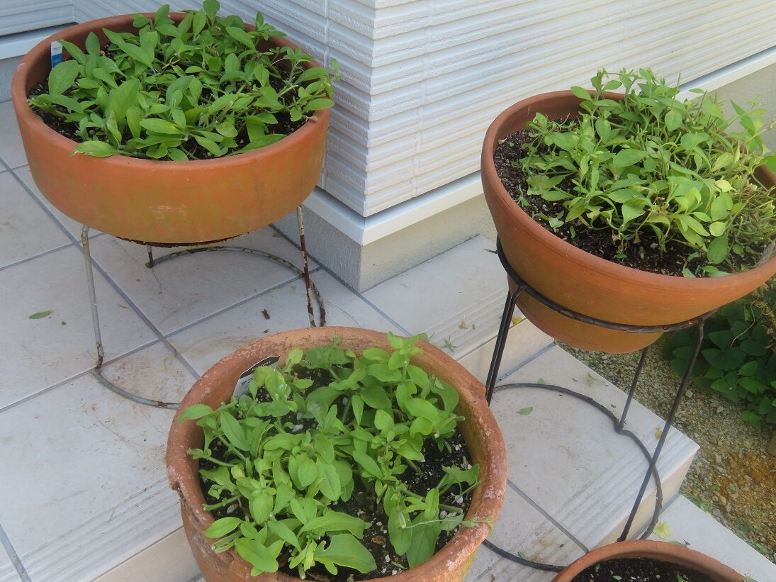 ペチュニアの散髪から一か月 空色ガーデン