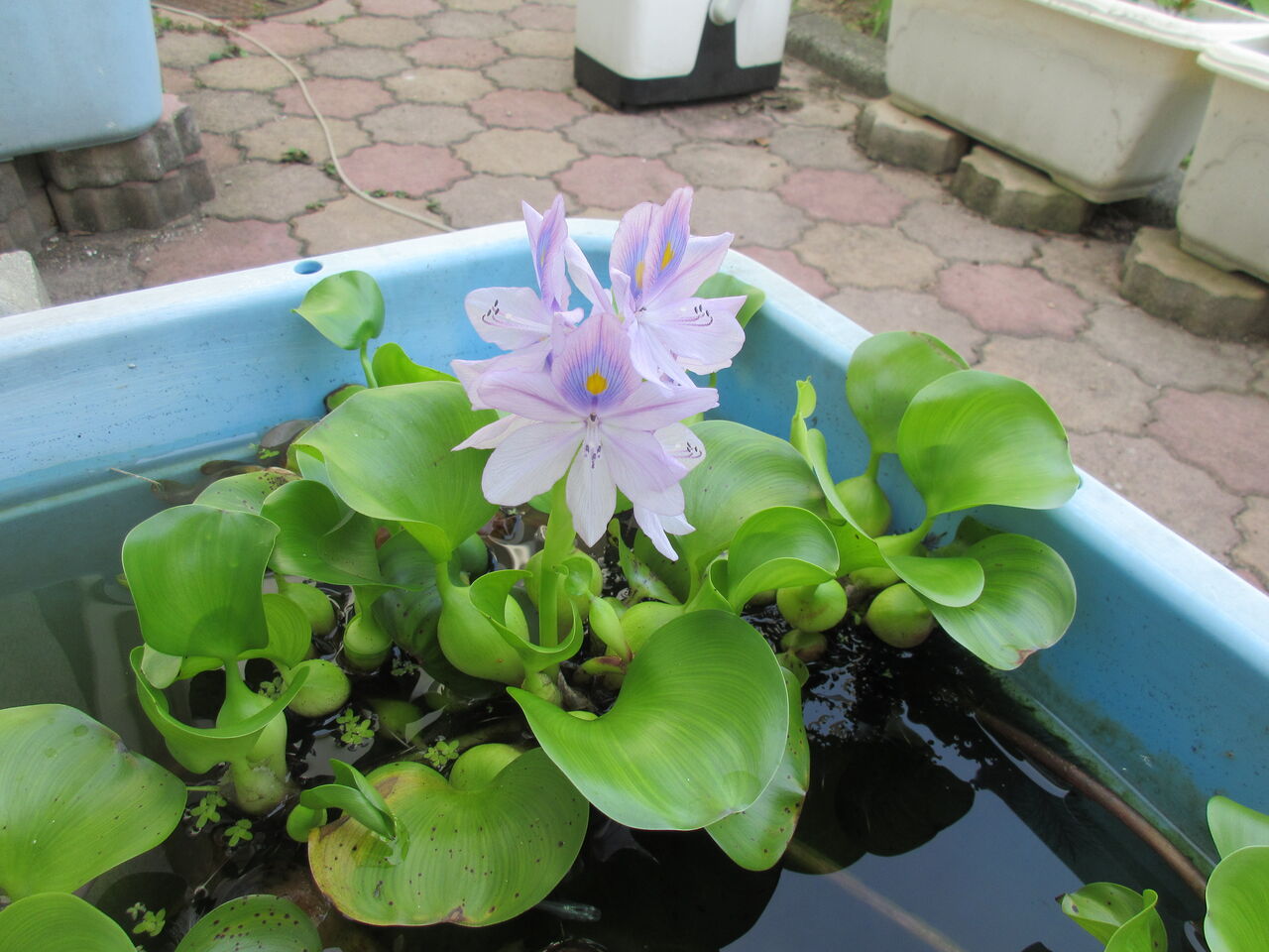 ホテイアオイの花 ケアハウスみどり園のblog
