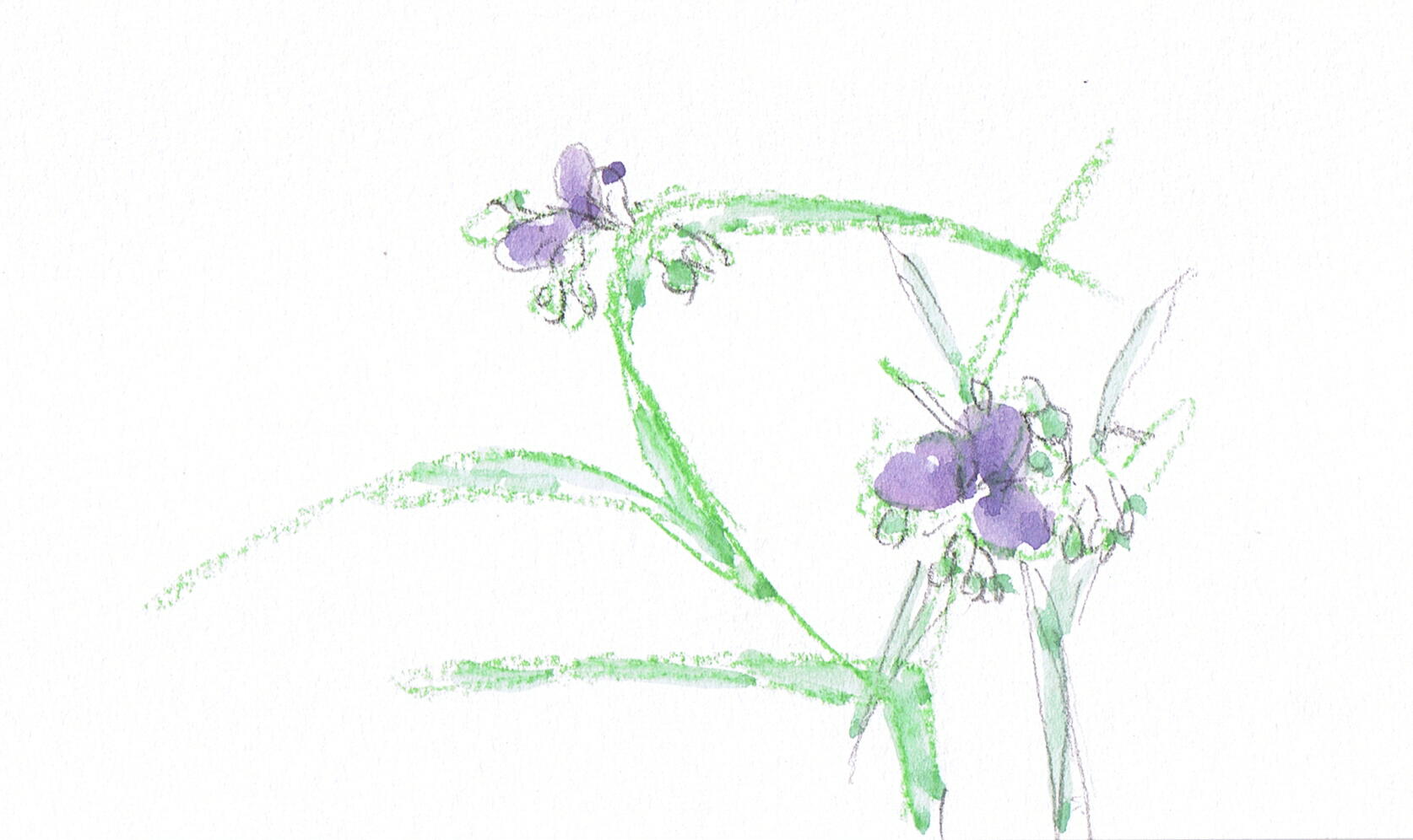 絵手紙 むらさきつゆくさ 私の読書日記