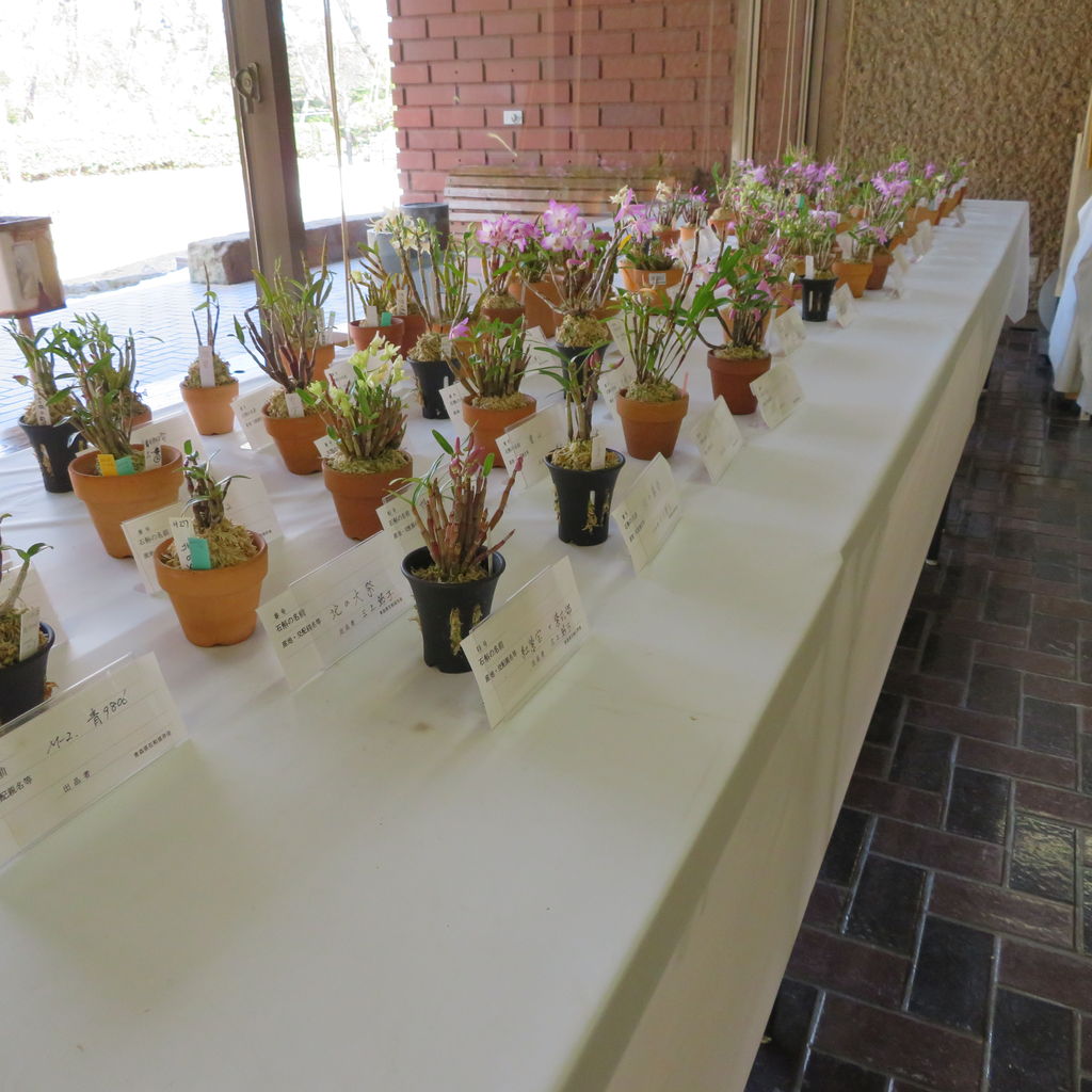 石斛 セッコク 花もの展 開催 弘前市緑の相談所