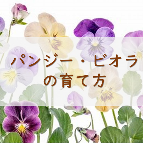 パンジー ビオラの育て方 Crown Vetch