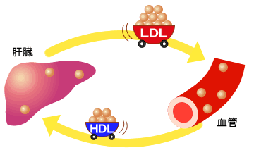 cholesterol