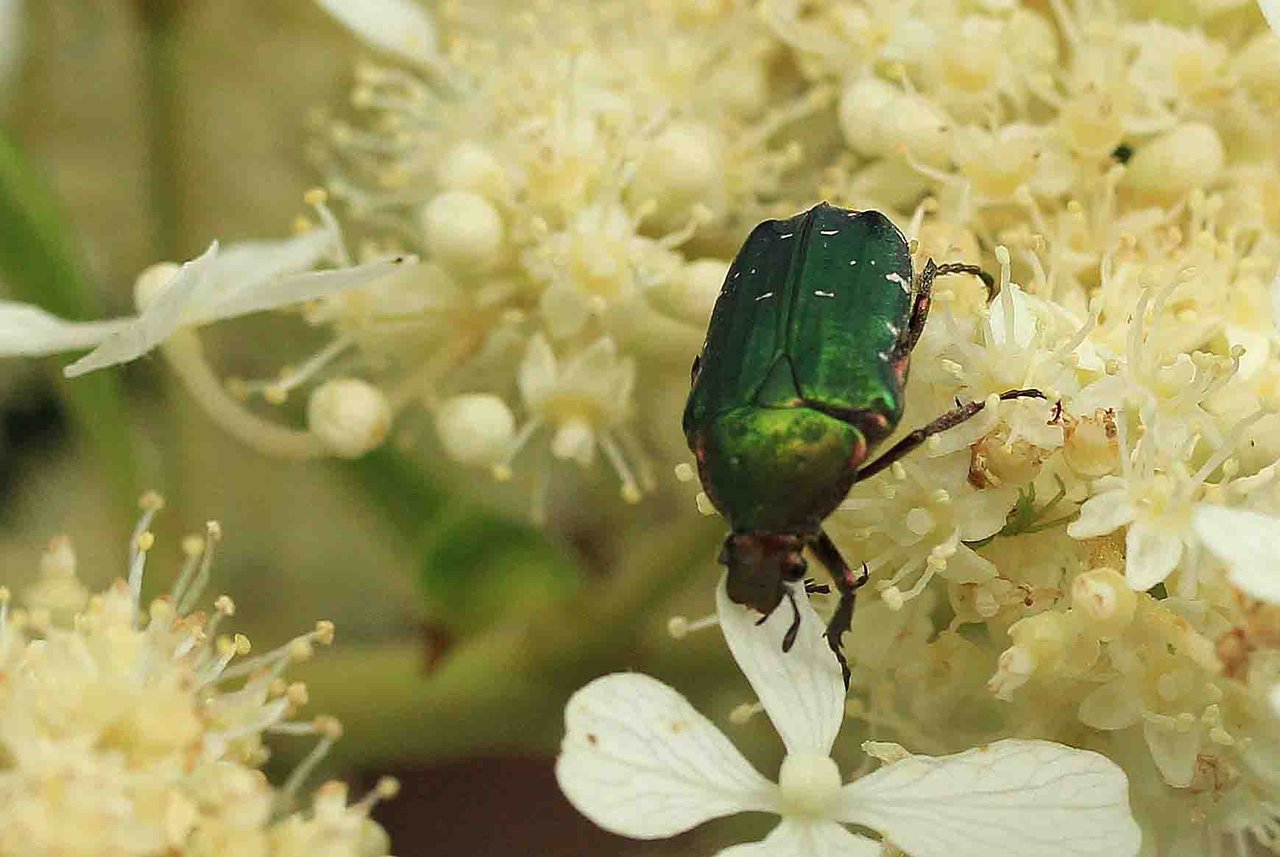 ハナムグリ アオハナムグリ こん近のblog