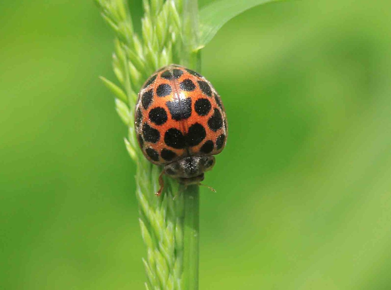 カメノコテントウ マダラテントウ仲間 ヒメカノコテントウ ナミテントウ こん近のblog