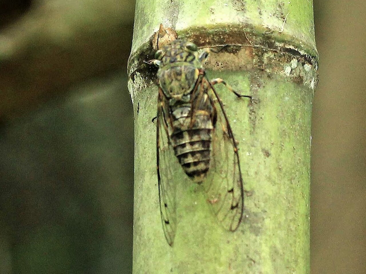 暑い日 ヒグラシ ツクツクボウシ アブラゼミ こん近のblog