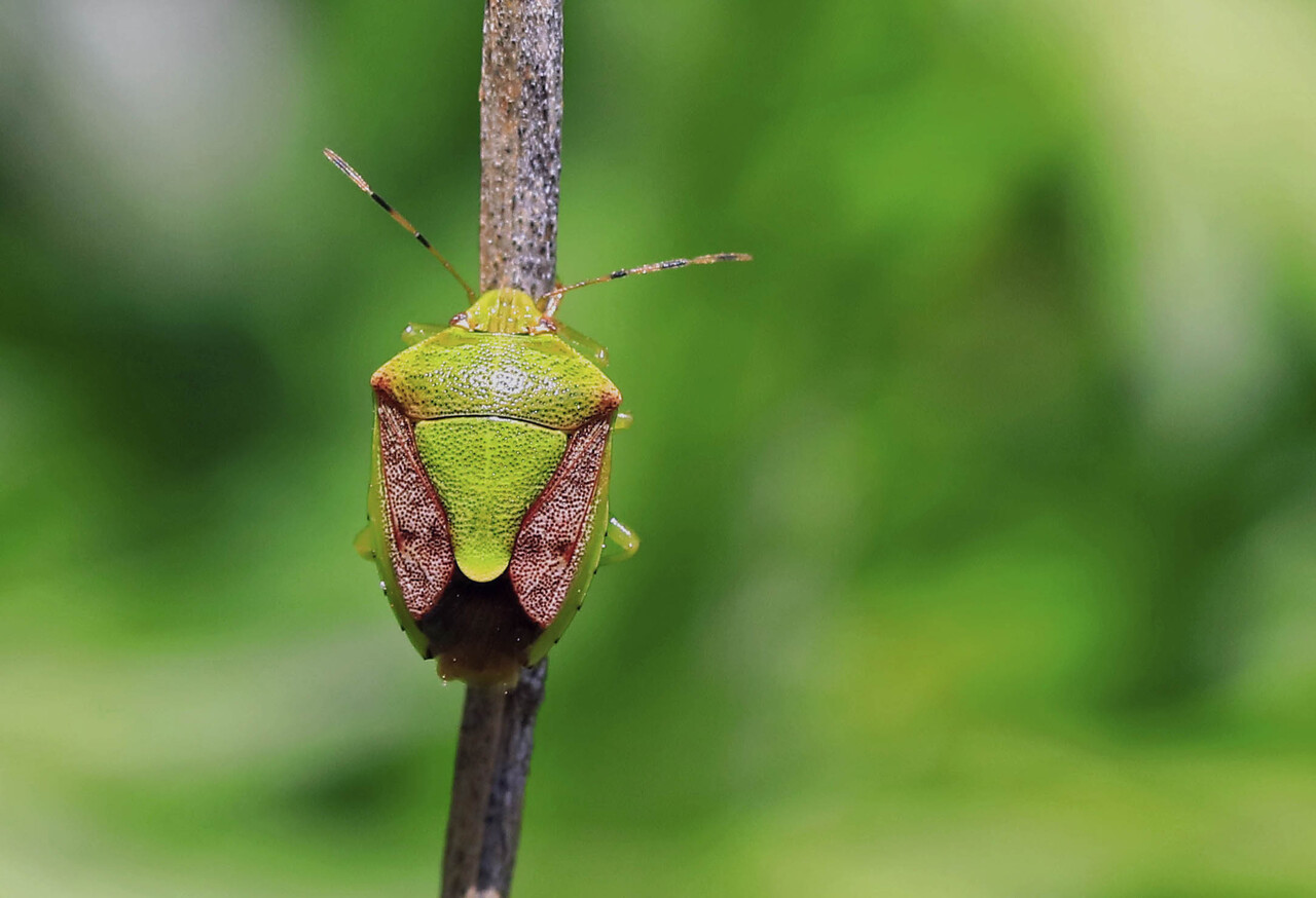 ルリクチブトカメムシ・チャバネアオカメムシ・シロヘリカメムシ・キ