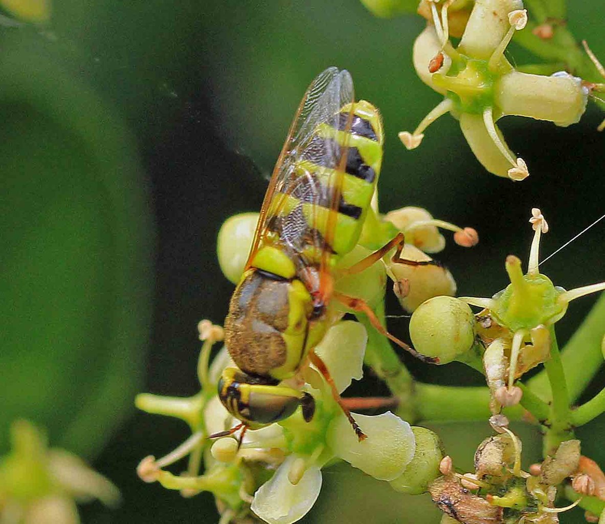 キゴシハナアブ コガタノミズアブ ハキナガミズアブ ルリチュウレンジ こん近のblog キゴシハナアブ コガタノミズアブ ハキナガミズアブ ルリチュウレンジ こん近のblog