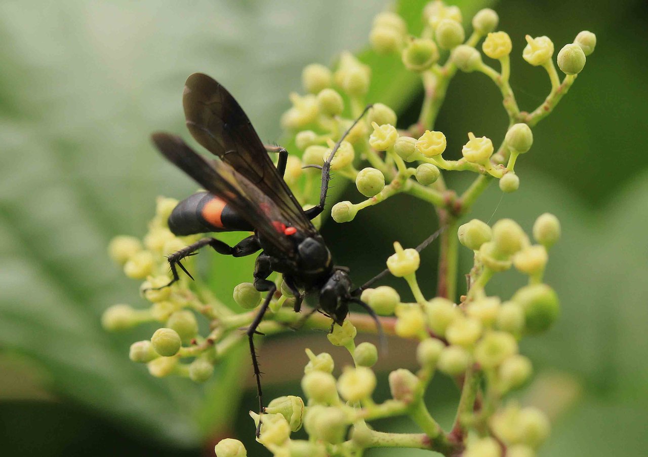 オオモンクロベッコウ ベッコウクモバチ こん近のblog