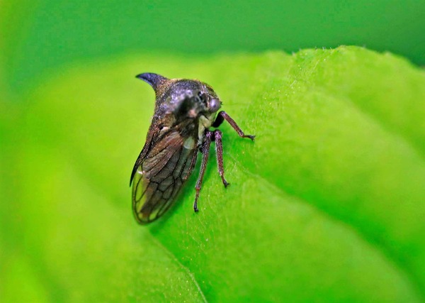 ペルー産 巨大ベッコウバチ 105mm(翅) ペルー産 巨大ベッコウバチ