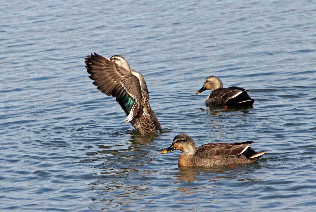 カルガモ オカヨシガモ エクリプスとは こん近のblog
