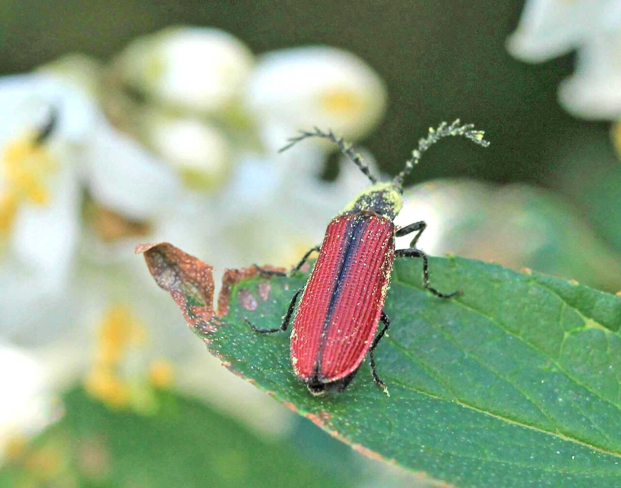 38mm】アングラトゥスミカドコメツキムシ フェラーリコメツキムシ甲虫