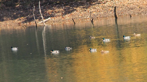 鳥取・大沢池の冬鳥 ホシハジロ♂♀・マガモ♂♀ : こん近のblog
