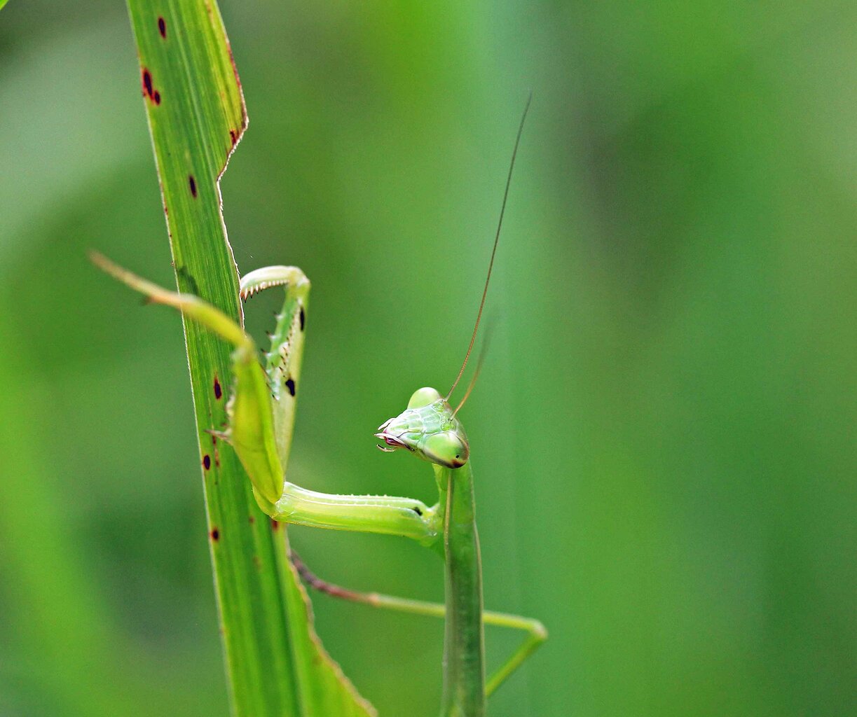 カマキリの幼虫 オオカマキリ ハラビロカマキリ こん近のblog カマキリの幼虫 オオカマキリ ハラビロカマキリ こん近のblog