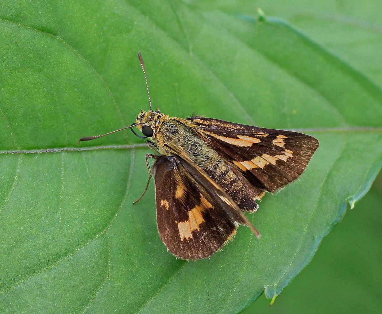 ゴイシシジミ トラフシジミ キマダラセセリ ホソバセセリ オオチャバネセセリ こん近のblog