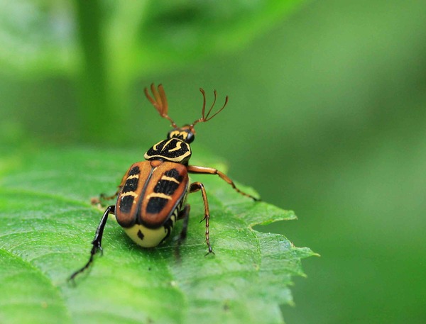 美しい キイオオトラフハナムグリ♂・マメコガネ : こん近のblog