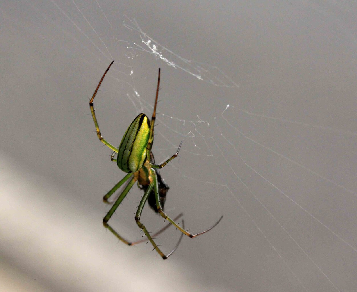 オオシロカネグモ チュウガタシロカネグモ コシロカネグモ こん近のblog