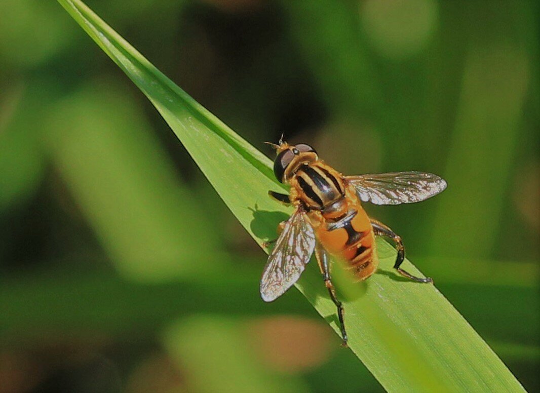 シマハナアブ ナミハナアブ シマアシブトハナアブ アシブトハナアブ クロヒラタアブ こん近のblog