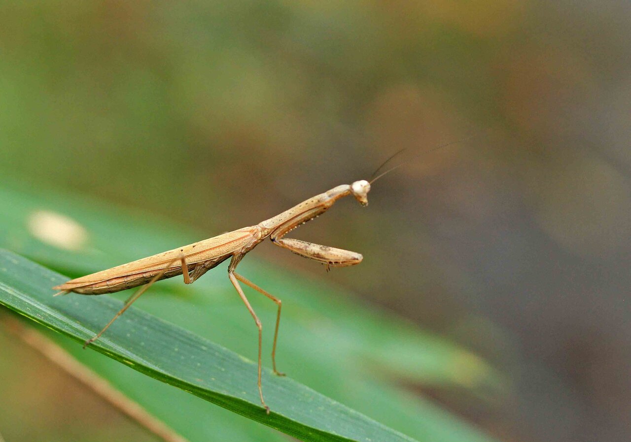 ハラビロカマキリ チョウセンカマキリ コカマキリ こん近のblog
